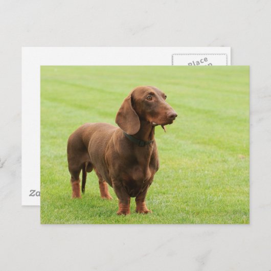 Dachshund Briefkaart (Voorkant / Achterkant)