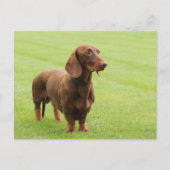 Dachshund Briefkaart (Voorkant)