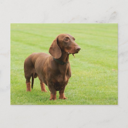 Dachshund Briefkaart (Voorkant)