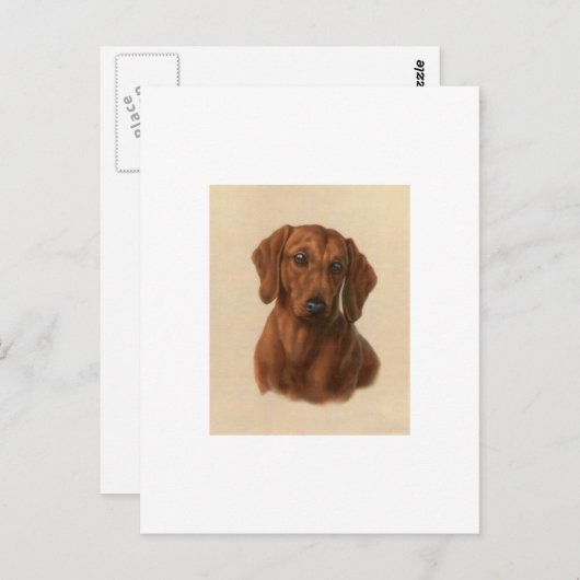 Dachshund Briefkaart (Voorkant / Achterkant)