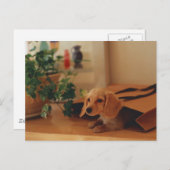 Dachshund Briefkaart (Voorkant / Achterkant)