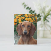 dachshund briefkaart (Staand voorkant)