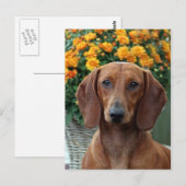 dachshund briefkaart (Voorkant / Achterkant)