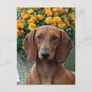 dachshund briefkaart