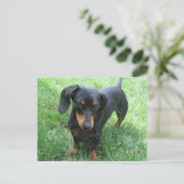 Dachshund Briefkaart (Staand voorkant)