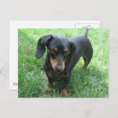 Dachshund Briefkaart (Voorkant / Achterkant)