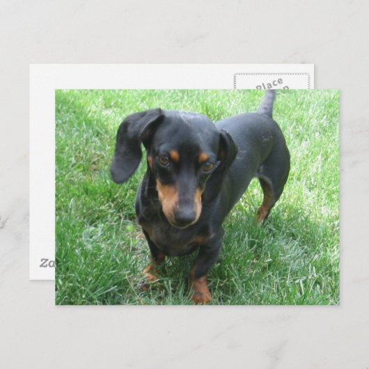 Dachshund Briefkaart (Voorkant / Achterkant)