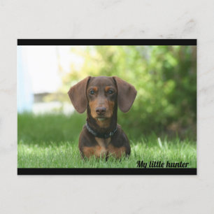Dachshund Briefkaart