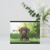 Dachshund Briefkaart (Staand voorkant)
