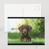 Dachshund Briefkaart (Voorkant / Achterkant)