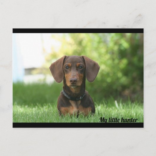 Dachshund Briefkaart (Voorkant)