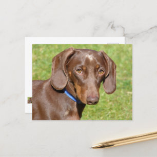 Dachshund Briefkaart