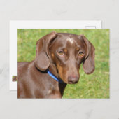 Dachshund Briefkaart (Voorkant / Achterkant)