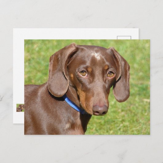 Dachshund Briefkaart (Voorkant / Achterkant)