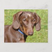 Dachshund Briefkaart (Voorkant)