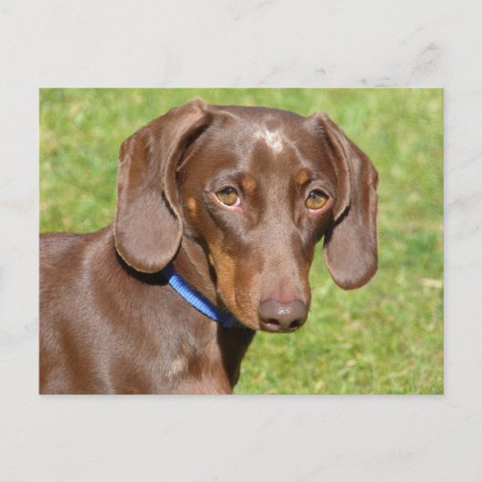 Dachshund Briefkaart (Voorkant)