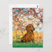 Dachshund (brown1) - Lente Briefkaart (Voorkant / Achterkant)