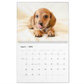 Dachshund Calendar Dog 2026 Photo Kalender (Mar 2026)