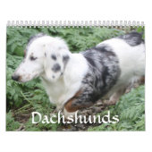 Dachshund Calendar Kalender (Hoes)