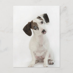 Dachshund/Chihuahua vrouw puppy Briefkaart