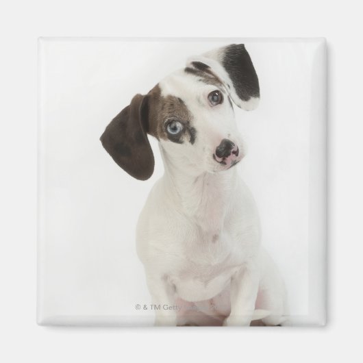 Dachshund/Chihuahua vrouw puppy Magneet (Voorkant)