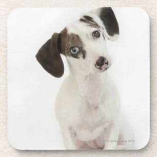 Dachshund/Chihuahua vrouw puppy staring Bier Onderzetter
