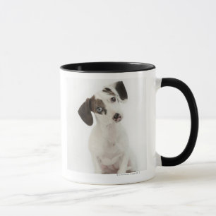 Dachshund/Chihuahua vrouw puppy staring Mok