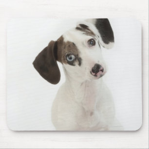 Dachshund/Chihuahua vrouw puppy staring Muismat