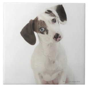 Dachshund/Chihuahua vrouw puppy Tegeltje