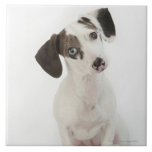 Dachshund/Chihuahua vrouw puppy Tegeltje (Voorkant)