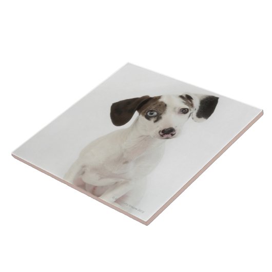 Dachshund/Chihuahua vrouw puppy Tegeltje (Zijkant)