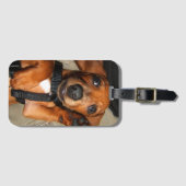 Dachshund Cute Pet Puppy Bagagelabel (Voorkant (horizontaal))