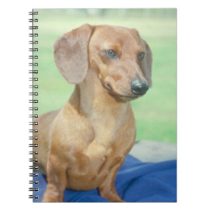 Dachshund Dog-laptop Notitieboek