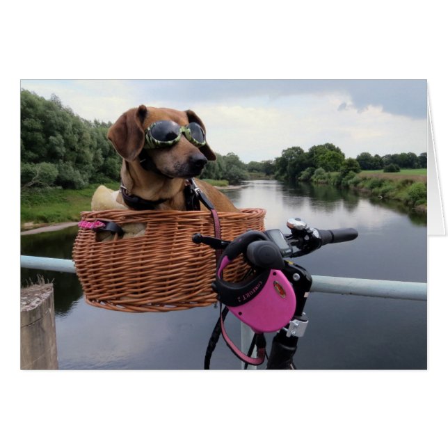 Dachshund Dog Riding in Bike Basket Funny (Voorkant Horizontaal)