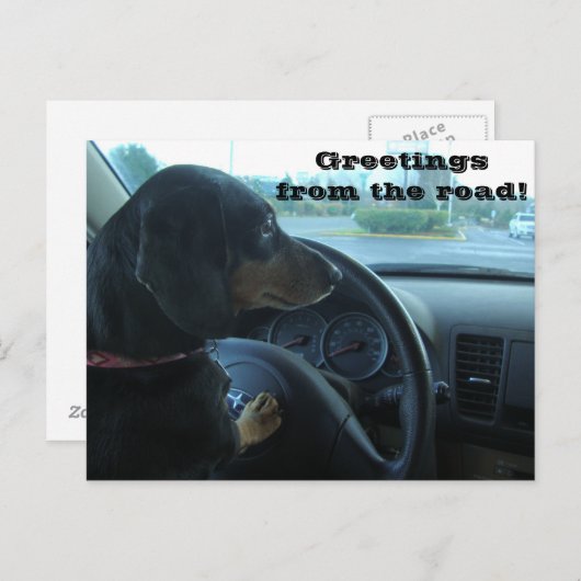 Dachshund-Driven Postcard Briefkaart (Voorkant / Achterkant)