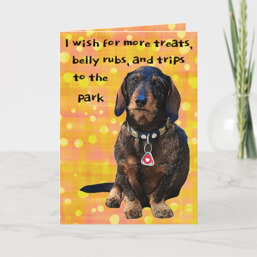 Dachshund Fun, met wirespijtharen, flinterd, vroli Kaart (Voorkant)