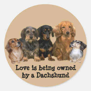 Dachshund Gang Sticker