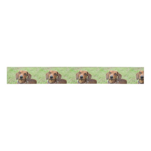 Dachshund Grosgrain Lint (Voorkant)