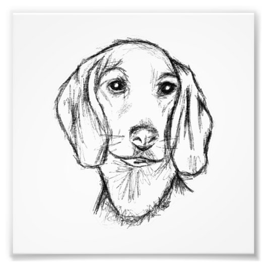 dachshund hand drawn sketch black white puppy dog foto afdruk (Voorkant)