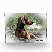 Dachshund hond. fotoblokken (Voorkant)