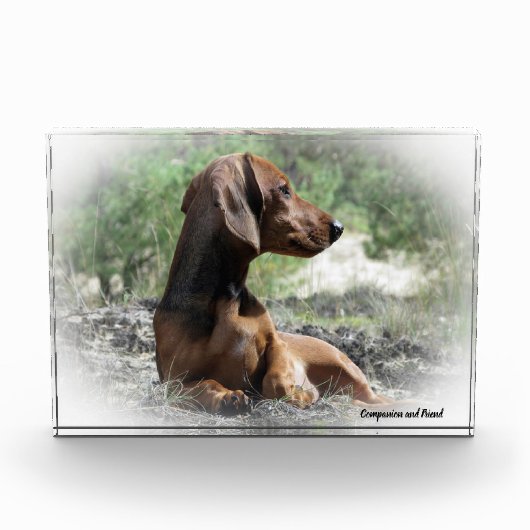 Dachshund hond. fotoblokken (Voorkant)
