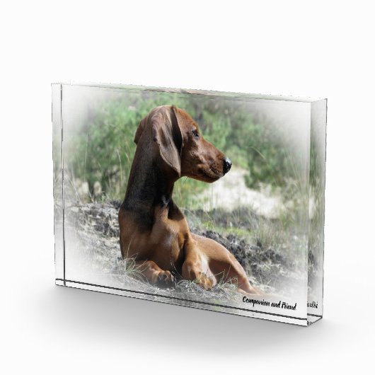 Dachshund hond. fotoblokken (Rechts)