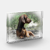 Dachshund hond. fotoblokken (Links)