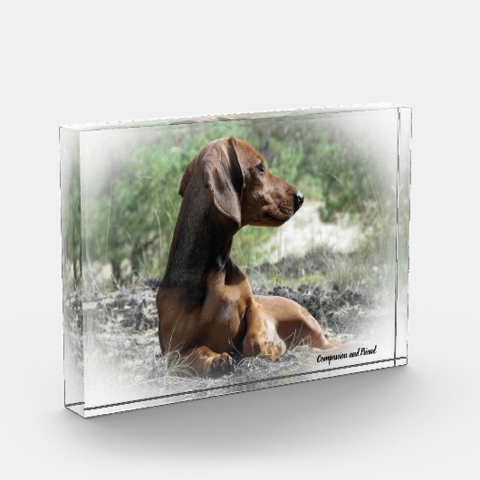 Dachshund hond. fotoblokken (Links)