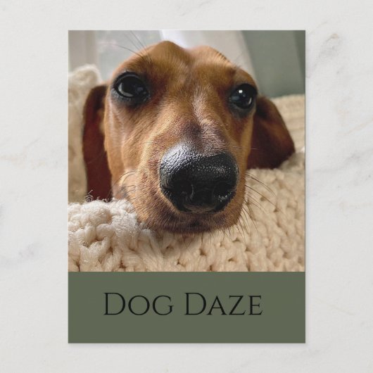 Dachshund hondenfeest postkaart (Voorkant)