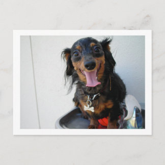 Dachshund in een drink fontein briefkaart