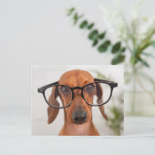 Dachshund in eierlassen briefkaart (Staand voorkant)