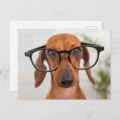 Dachshund in eierlassen briefkaart (Voorkant / Achterkant)
