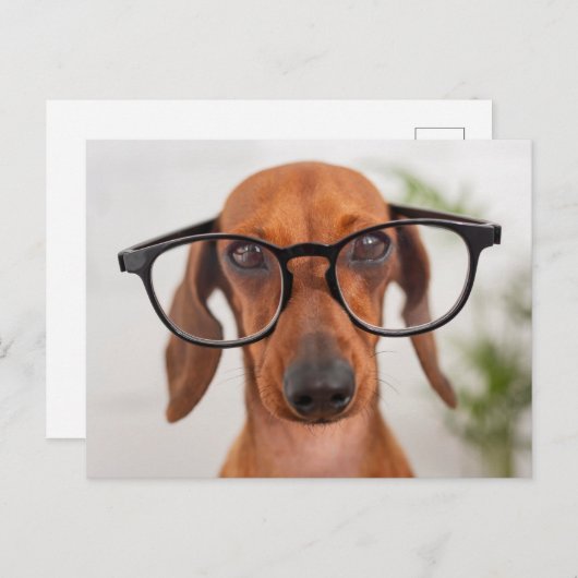 Dachshund in eierlassen briefkaart (Voorkant / Achterkant)
