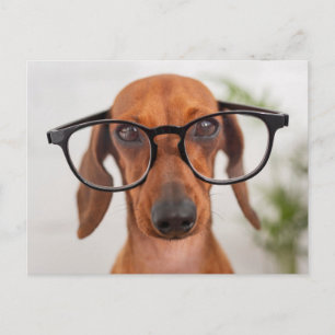 Dachshund in eierlassen briefkaart